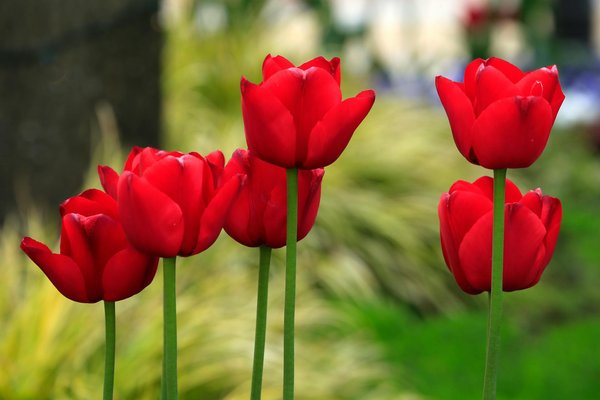 Convert your clamorous house into a serene sanctuary: top window solutions for uk homeowners!