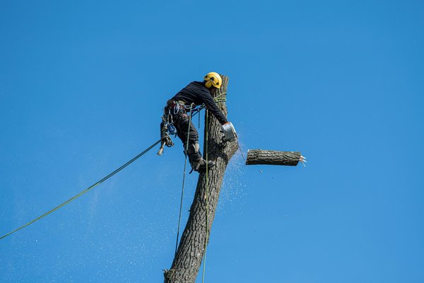 Trusted tree surgeons in aberdeen for all your needs